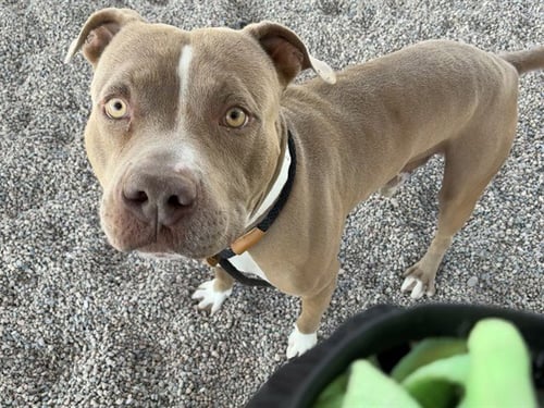 BRONCO - American Staffordshire Terrier available for adoption