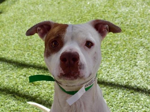 PATRICK - American Pit Bull Terrier available for adoption