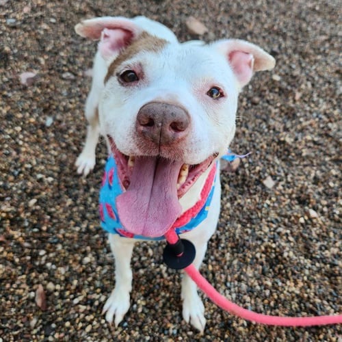 PATRICK - American Pit Bull Terrier for adoption in Mesa