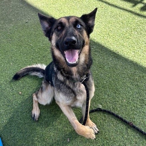 SAPPHIRE - German Shepherd Dog available for adoption