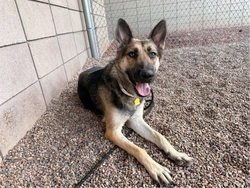 MARY ANNE - German Shepherd Dog available for adoption