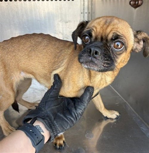 STRAWBERRY - Pug available for adoption
