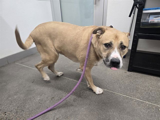 ROXY - Boxer / Newfoundland Dog available for adoption