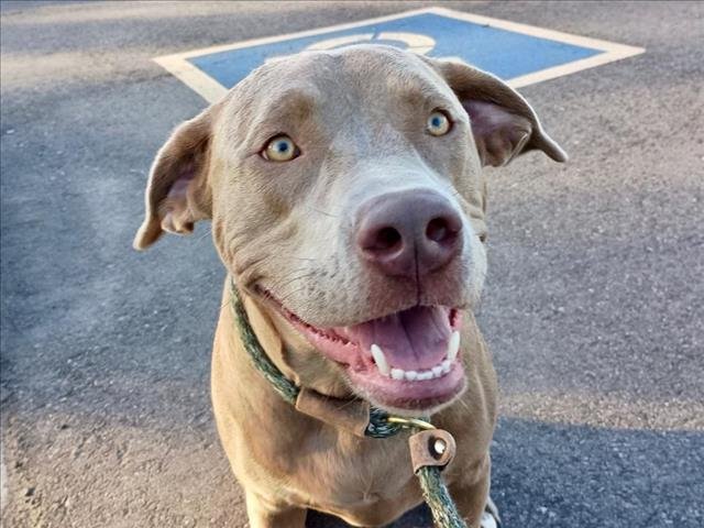 AVA - Weimaraner / Labrador Retriever available for adoption