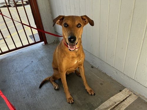 ADELAIDE - Redbone Coonhound available for adoption