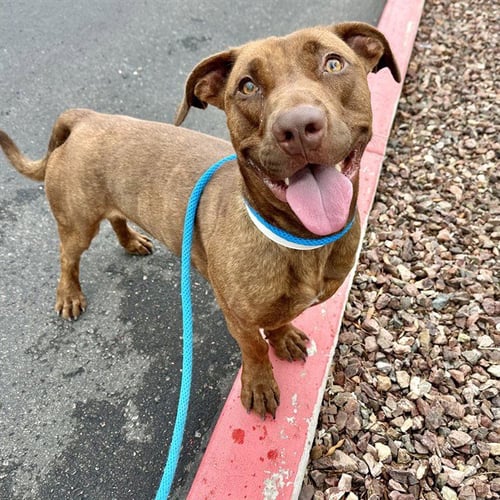JALEN - American Pit Bull Terrier / Basset Hound available for adoption