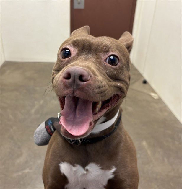 MS SWEETY - American Pit Bull Terrier available for adoption