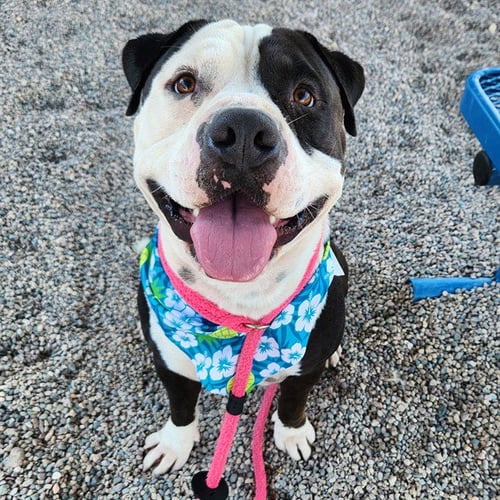 HOLSTEIN - American Pit Bull Terrier available for adoption