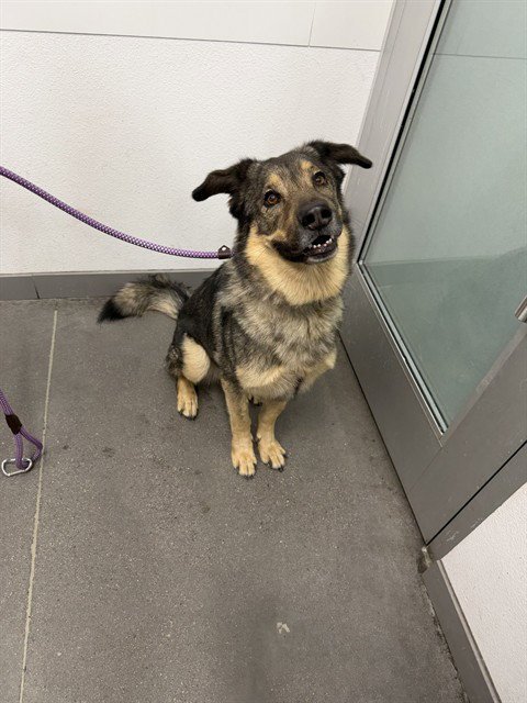BEAR - German Shepherd Dog available for adoption
