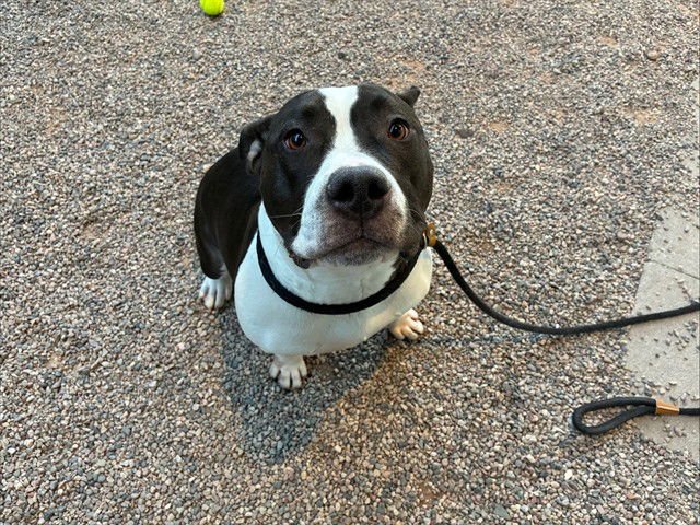EDDIE - American Pit Bull Terrier for adoption in Tempe
