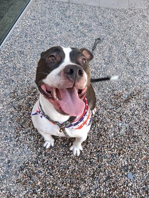 EDDIE - American Pit Bull Terrier for adoption in Mesa