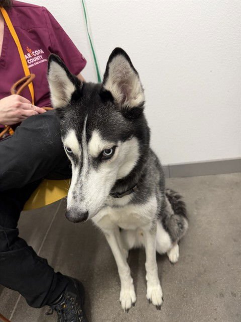 BEAR - Siberian Husky available for adoption