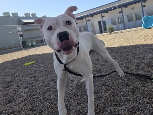 BINKY - American Pit Bull Terrier available for adoption