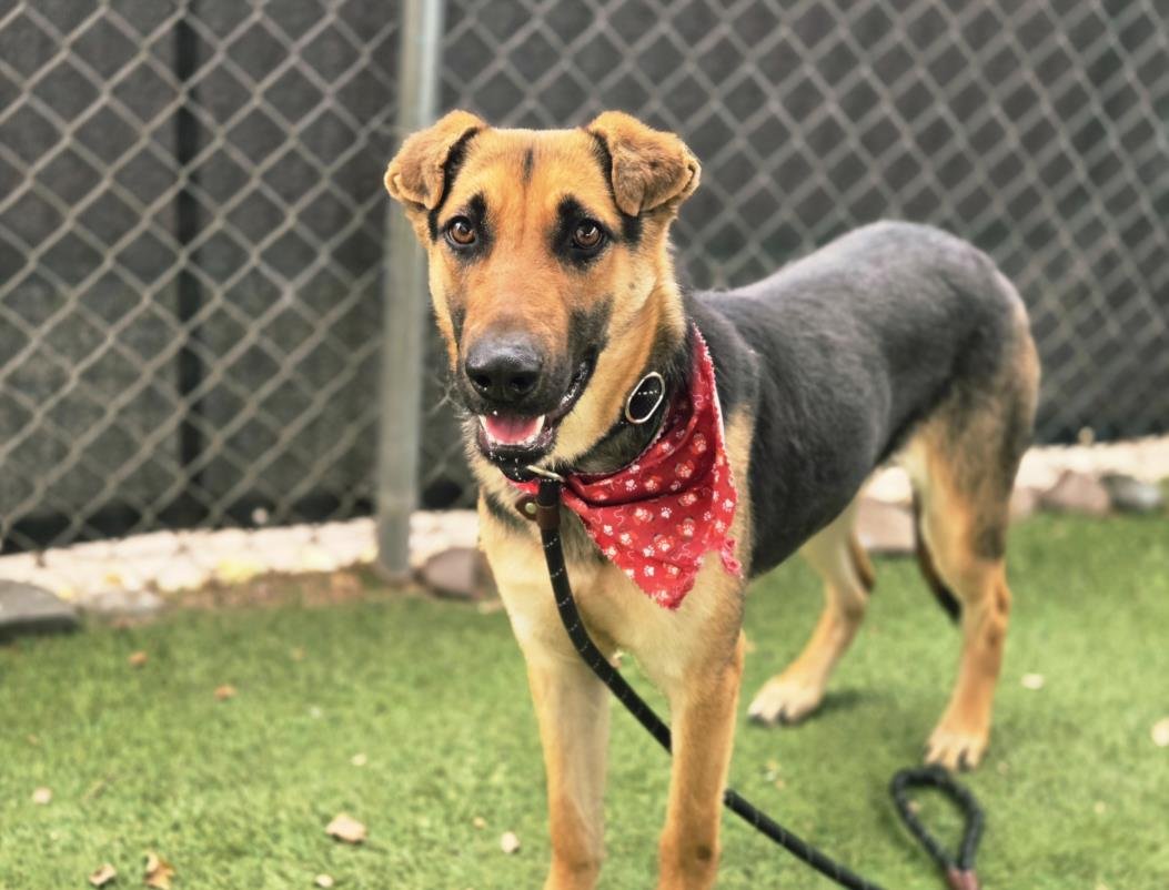 MARY POPPINS - German Shepherd Dog available for adoption