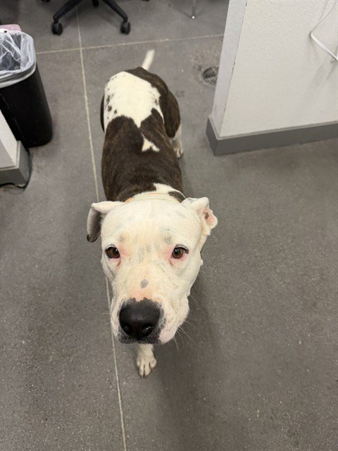 NIBBLE - American Pit Bull Terrier available for adoption