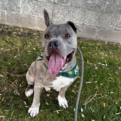 RONALD - Staffordshire Bull Terrier for adoption in Scottsdale