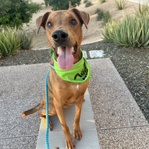 BENJI - Doberman Pinscher available for adoption