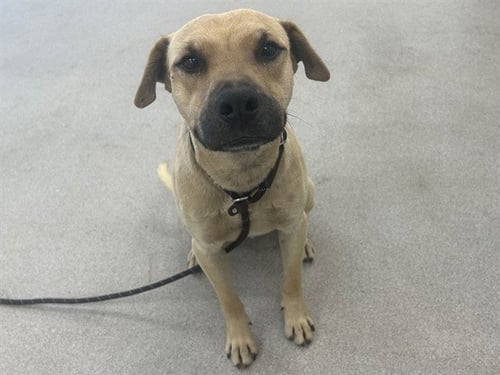 ACE - Labrador Retriever available for adoption