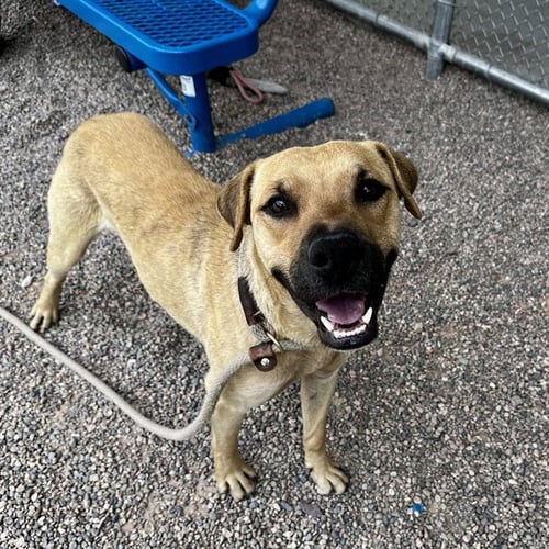 ACE - Labrador Retriever for adoption in Mesa