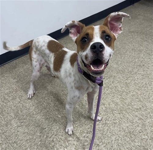 TIGGER - Boxer available for adoption
