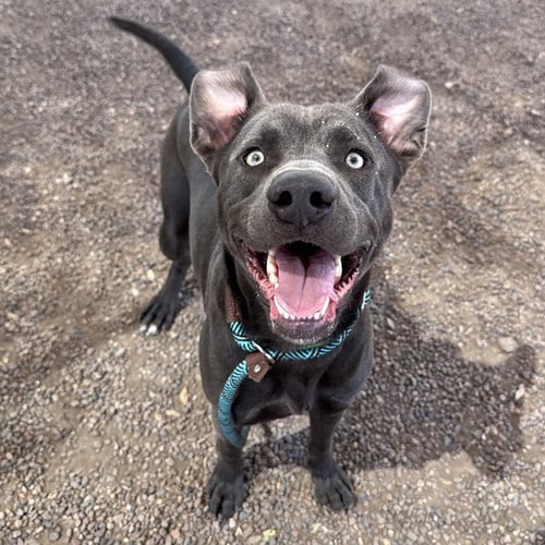 EATON - Blue Lacy available for adoption