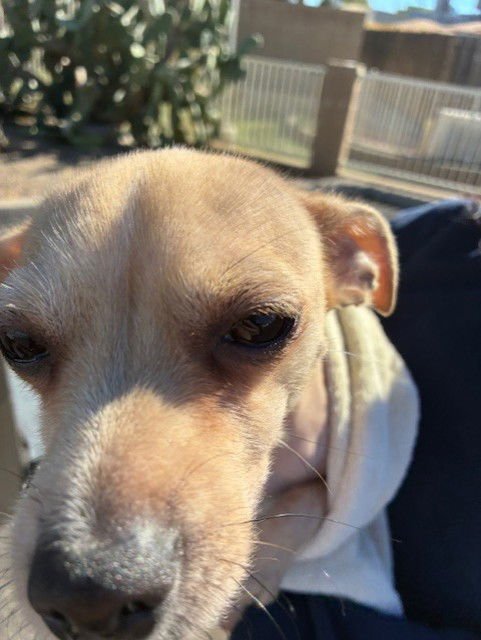 EL TIGRE - Chihuahua available for adoption