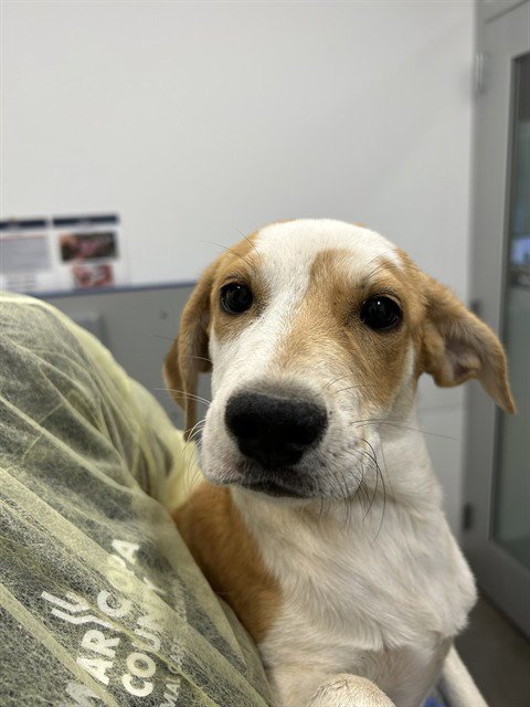 BLOSSOM - Labrador Retriever / American Pit Bull Terrier available for adoption