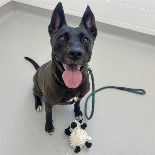 PEPPER JACK - Dutch Shepherd / American Pit Bull Terrier available for adoption