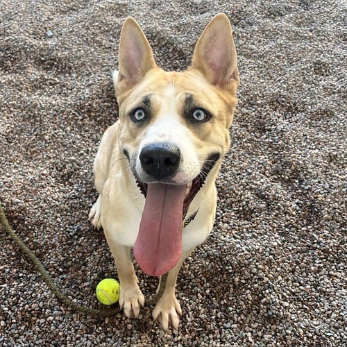 GINGER - Siberian Husky available for adoption