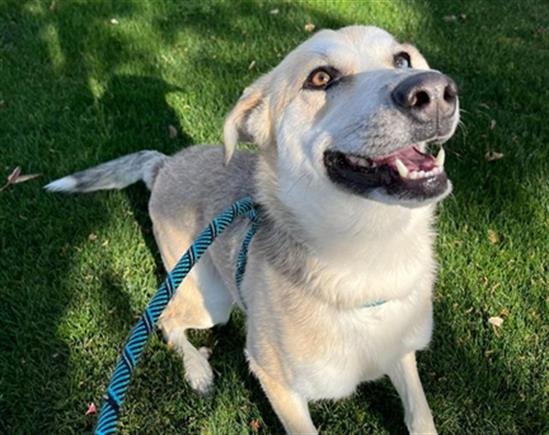 FANTA - Siberian Husky available for adoption