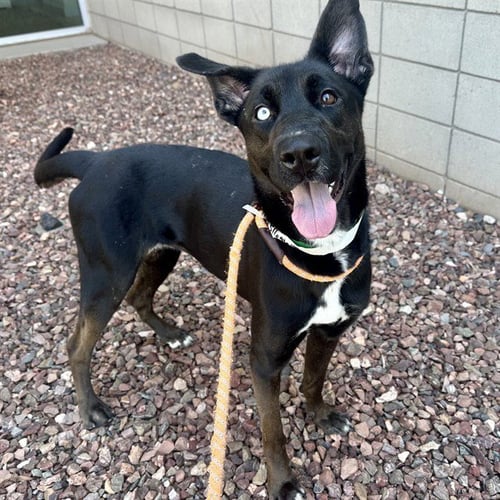 MILLIE MOON - Australian Cattle Dog/Blue Heeler for adoption in Mesa