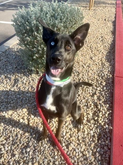 MILLIE MOON - Australian Cattle Dog/Blue Heeler available for adoption