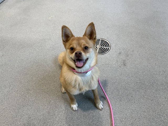 LUPITA - Chihuahua available for adoption