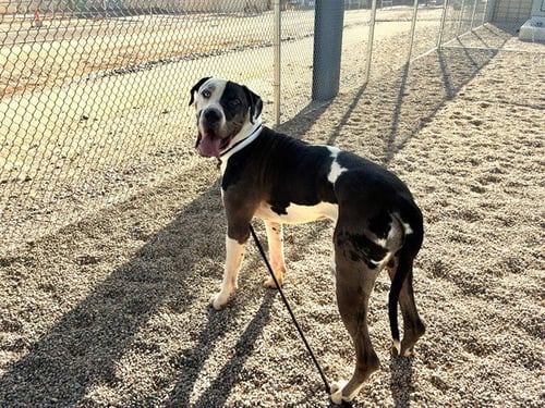 BUFORD - Great Dane available for adoption