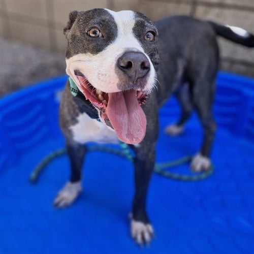 SLIP - American Pit Bull Terrier available for adoption