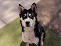 ROMEO - Photo 1