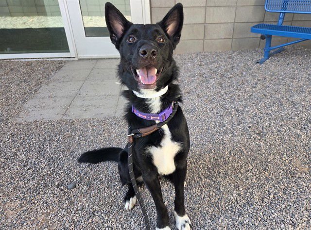 POE - Husky / German Shepherd Dog available for adoption