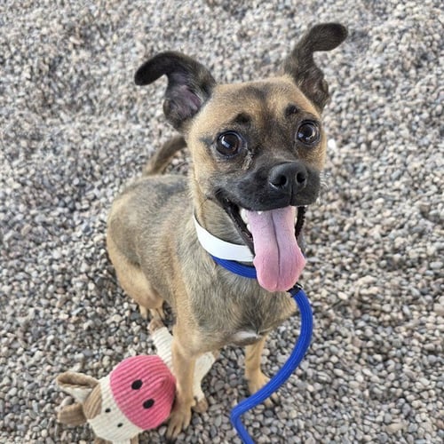 AUTUMN - Pug / Chihuahua available for adoption