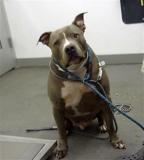 LEO - American Pit Bull Terrier available for adoption