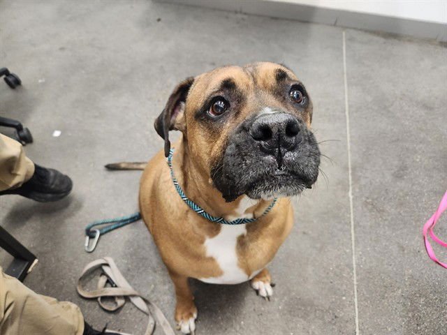 DIESEL - Boxer available for adoption