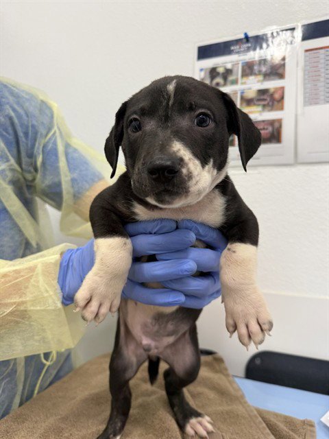 ACORN - American Pit Bull Terrier available for adoption