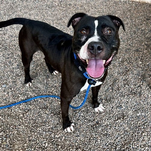 LUCARIO - American Pit Bull Terrier available for adoption