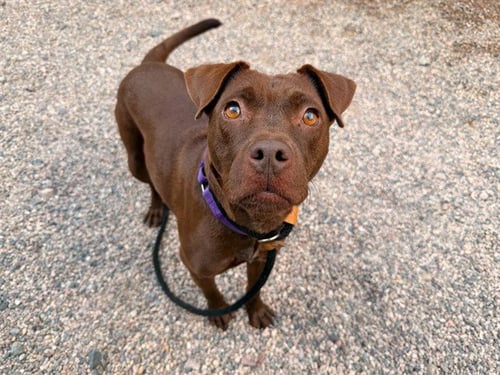 KAYDA - American Pit Bull Terrier available for adoption