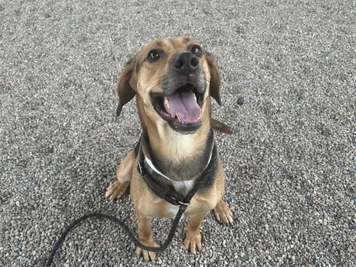 ATHENA - Black and Tan Coonhound available for adoption