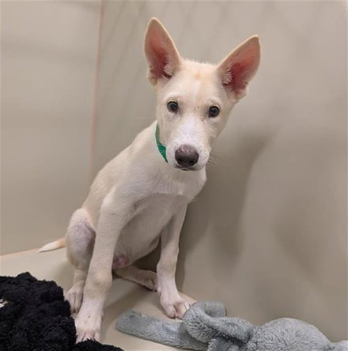 FROST - Siberian Husky available for adoption