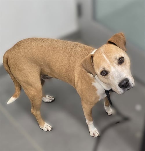 RUDY - American Pit Bull Terrier available for adoption