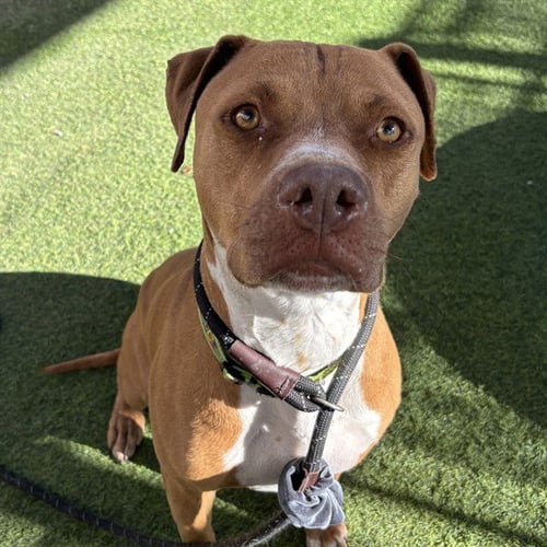 CAMARO - American Pit Bull Terrier available for adoption