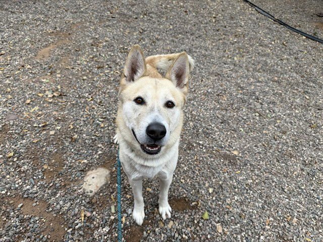 DECIMAL - Siberian Husky available for adoption