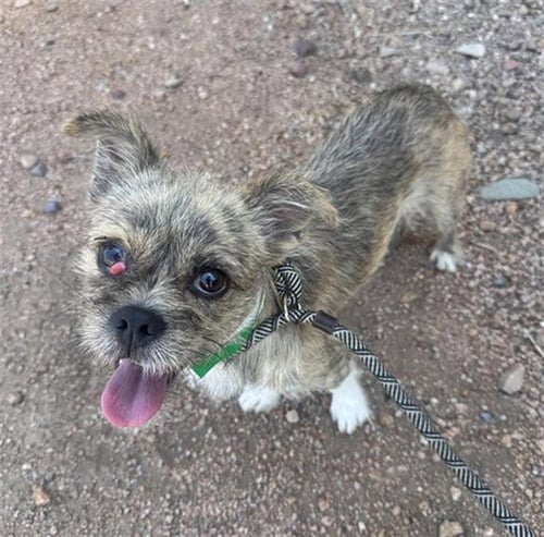 MUFFIN - Cairn Terrier available for adoption