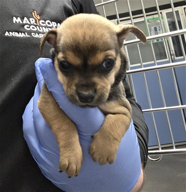 BEIGNET - Chihuahua available for adoption